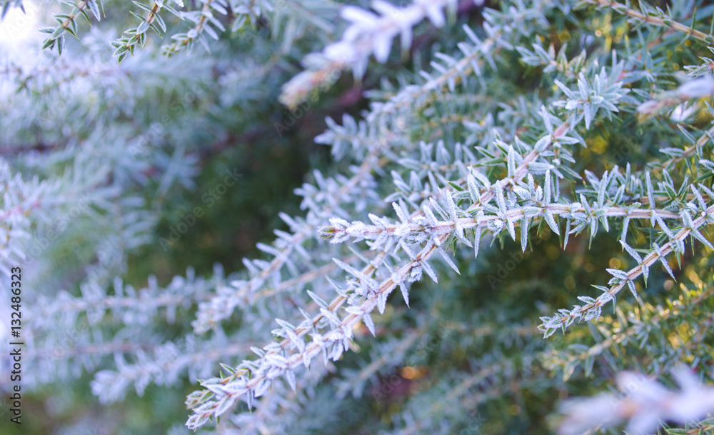 Winter background. Tree in frost. Branches of a Christmas tree covered with snow in cold weather. Frozen coniferous branches in white winter. Frosty winter landscape in snowy forest Winter background. Tree in frost. Branches of a Christmas tree covered with snow in cold weather. Frozen coniferous branches in white winter. Frosty winter landscape in snowy forest