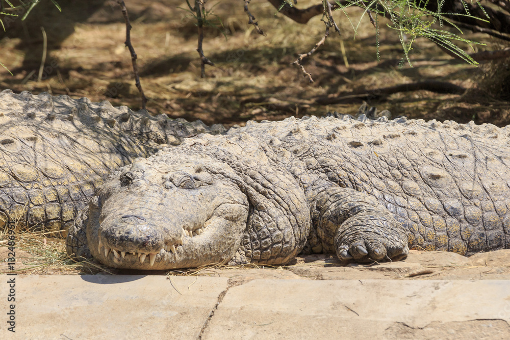 Fototapeta premium Crocodile in Namibia