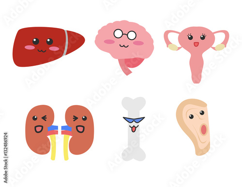organ cartoon vector . liver brain ear uterus kidney bone
