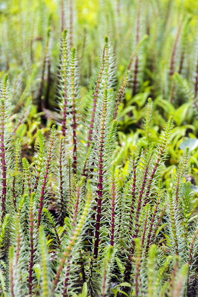 Hostnik ordinary or Water pine ( lat. Hippuris vulgaris ) Hostnik ordinary or Water pine ( lat. Hippuris vulgaris )