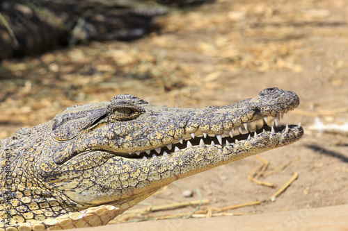 Crocodile in Namibia