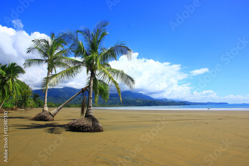 Fototapeta Naklejka Na Ścianę i Meble -  Palm trees, Untouched tropical beach in Costa-Rica, National park Marino Balleno