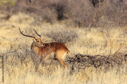 Cob in Namibia