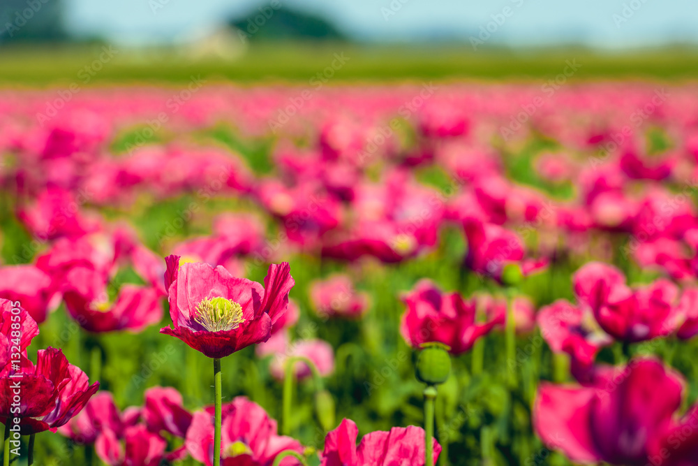 One blooming poppy stands out among the others in the field One blooming poppy stands out among the others in the field
