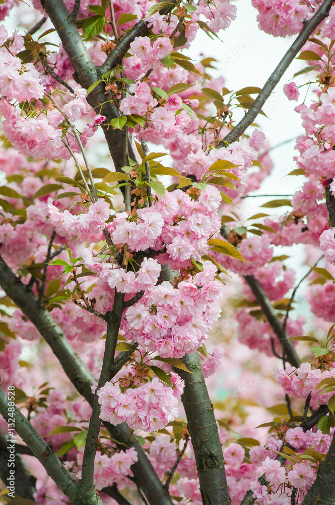 Naklejka premium Spring blossoms
