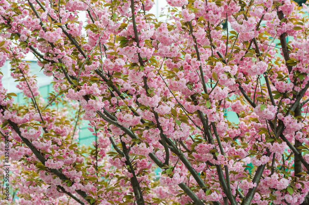 Spring blossoms Spring blossoms