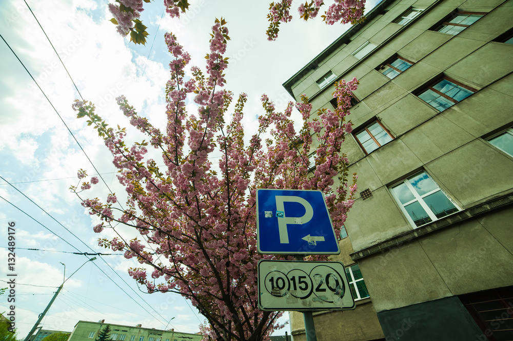 Obraz premium Spring blossoms