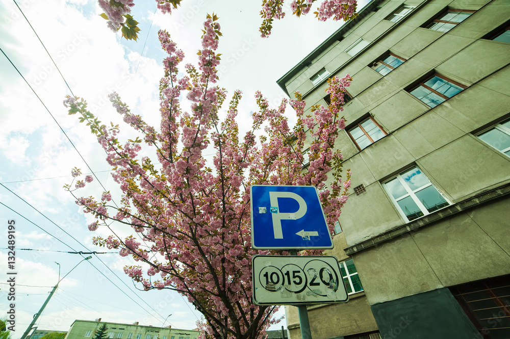 Obraz premium Spring blossoms
