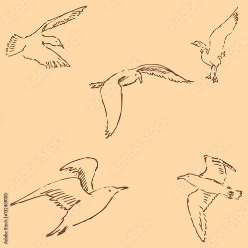 Seagulls sketch. Pencil drawing by hand. Figure in vintage style. Vector