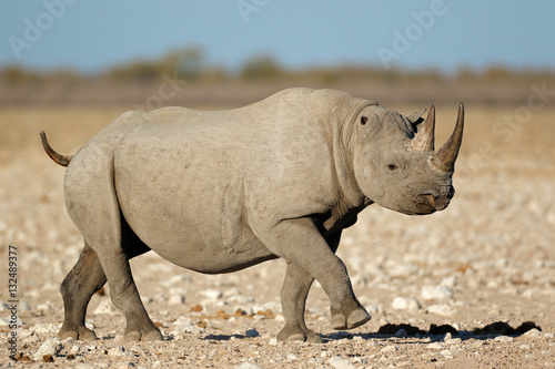 A black rhinoceros (Diceros bicornis) in natural habitat, Etosha National Park, Namibia.