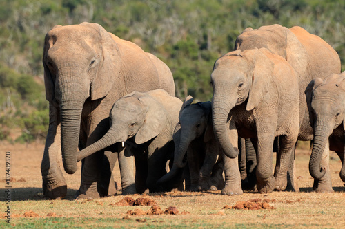 Herd of African elephants (Loxodonta africana) in natural habitat, Addo Elephant National Park, South Africa.