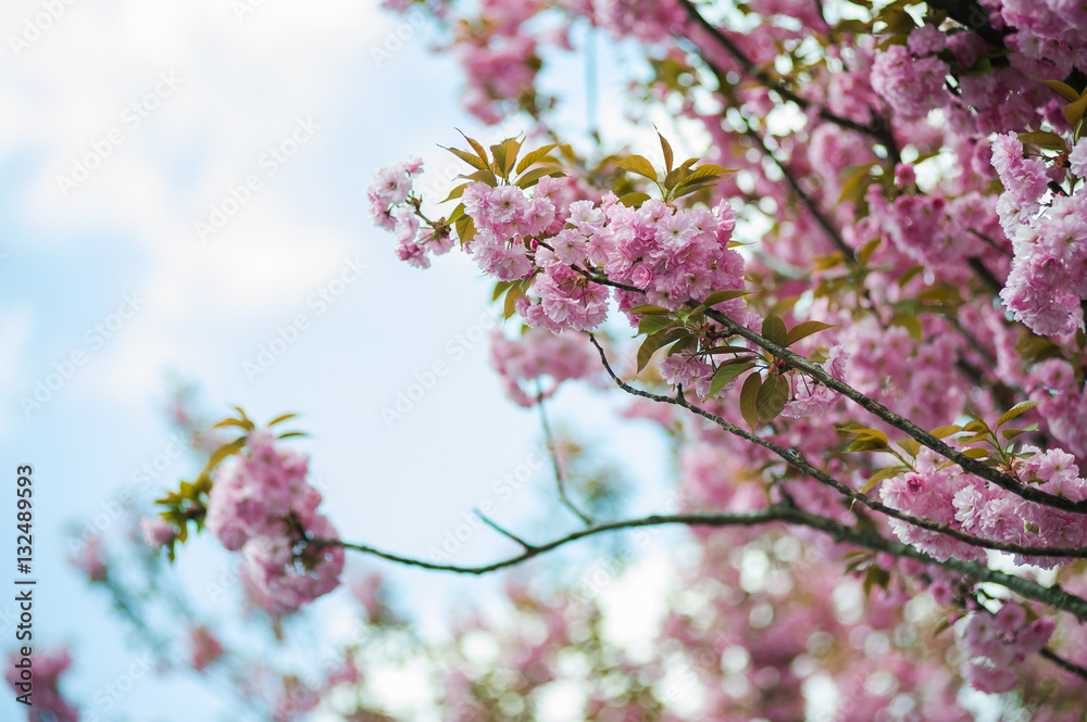 Spring blossoms Spring blossoms