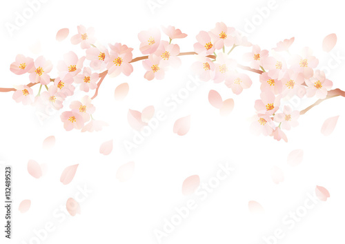 桜 舞い降りる 白 © ヨーグル