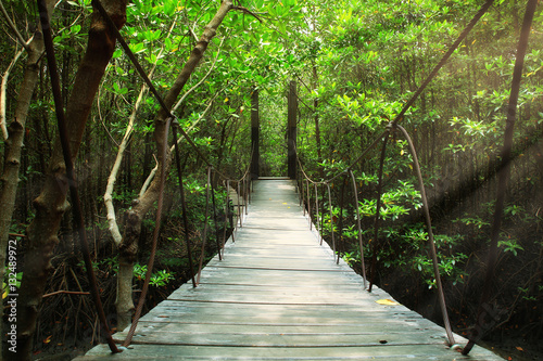 Suspension bridge in the forest