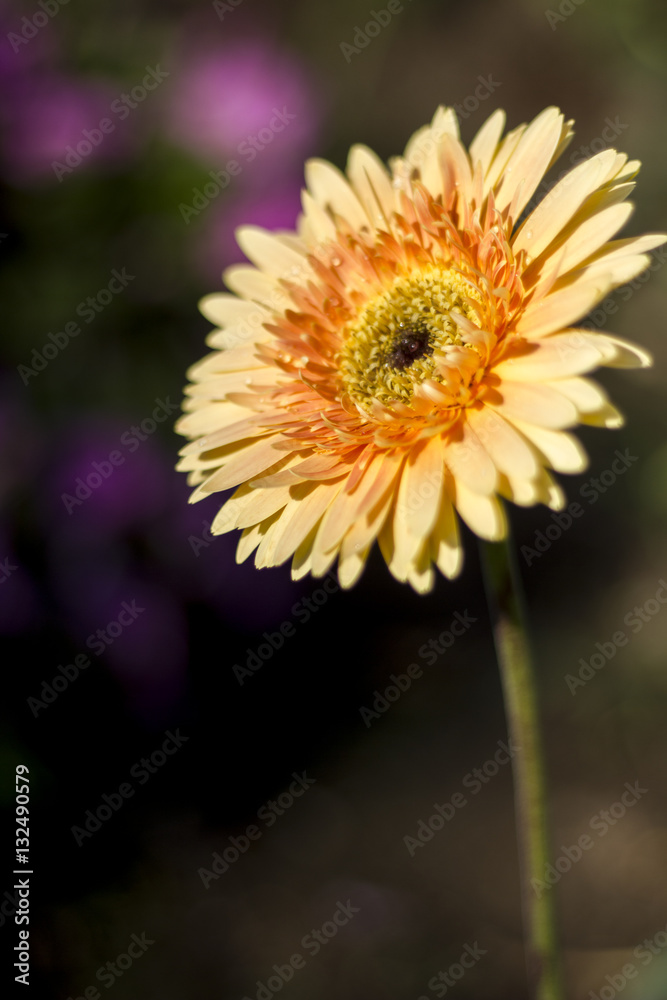 Gerbera jamesonii in garden Compositae flower Gerbera jamesonii in garden Compositae flower