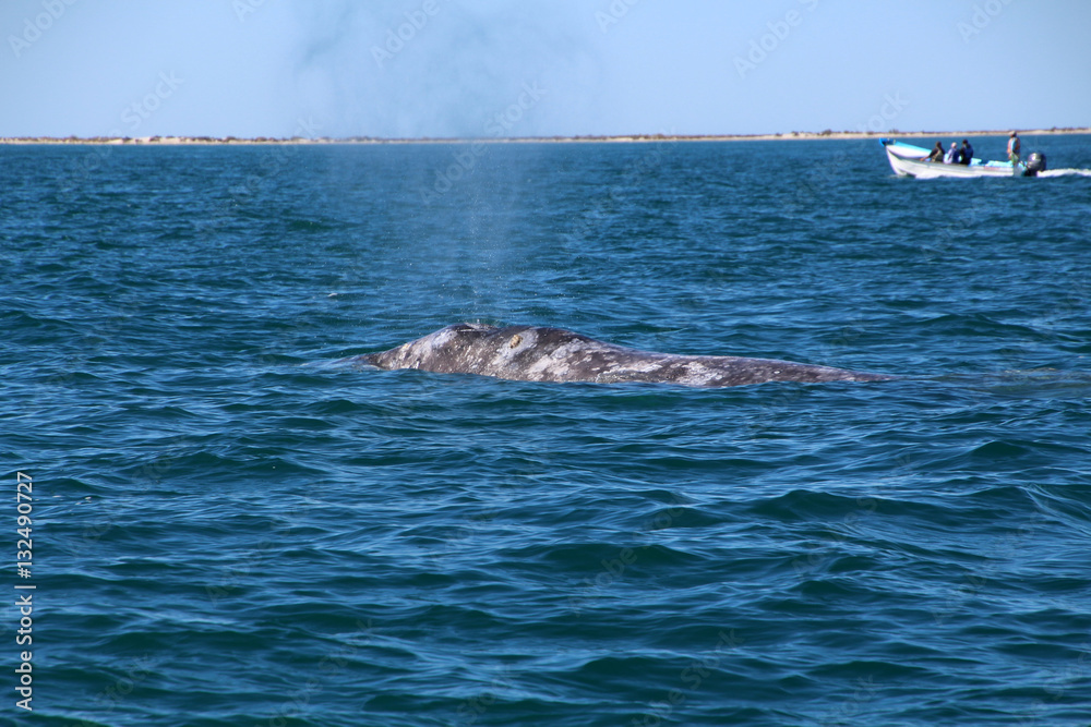 Fototapeta premium Whale Watching- Baja California