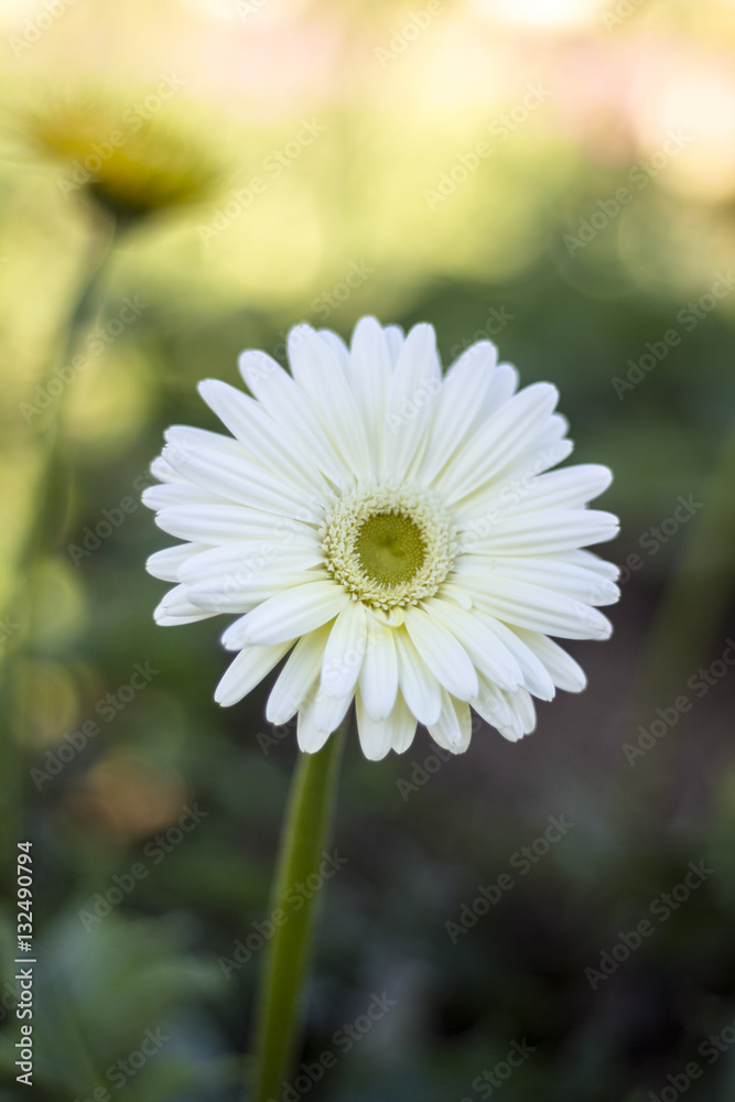 Gerbera jamesonii in garden Compositae flower