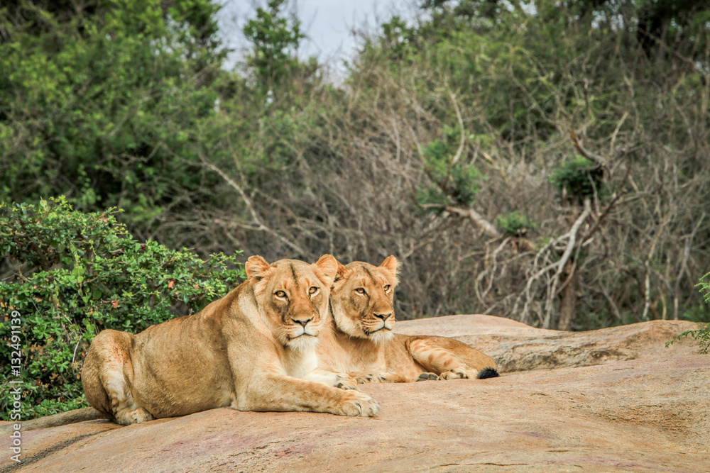 Fototapeta premium Lions laying on rocks.