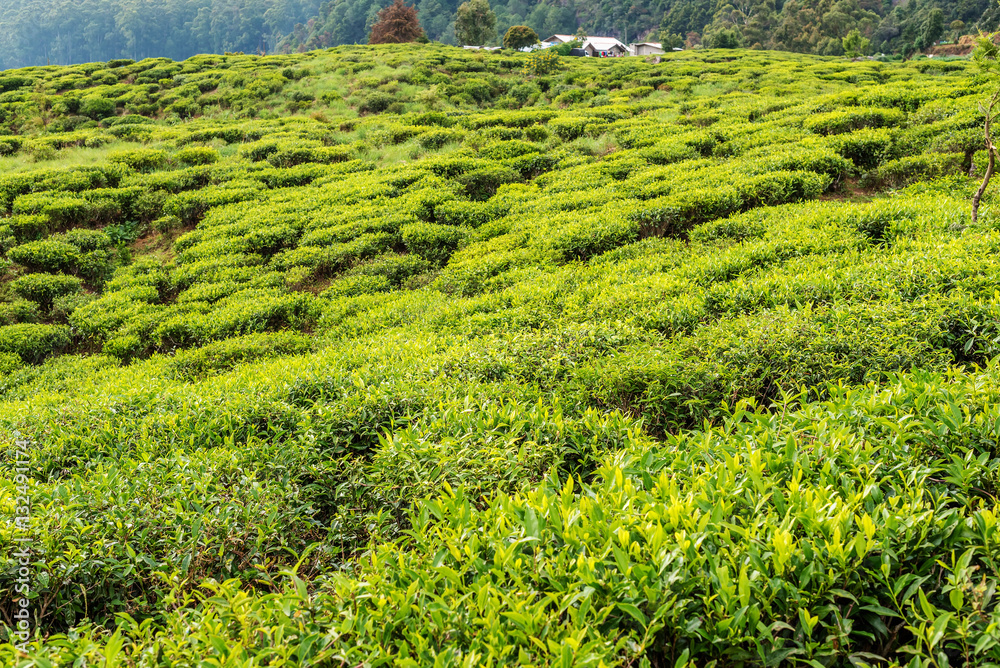 Sri Lanka: famous Ceylon highland tea field in Nuwara Eliya
