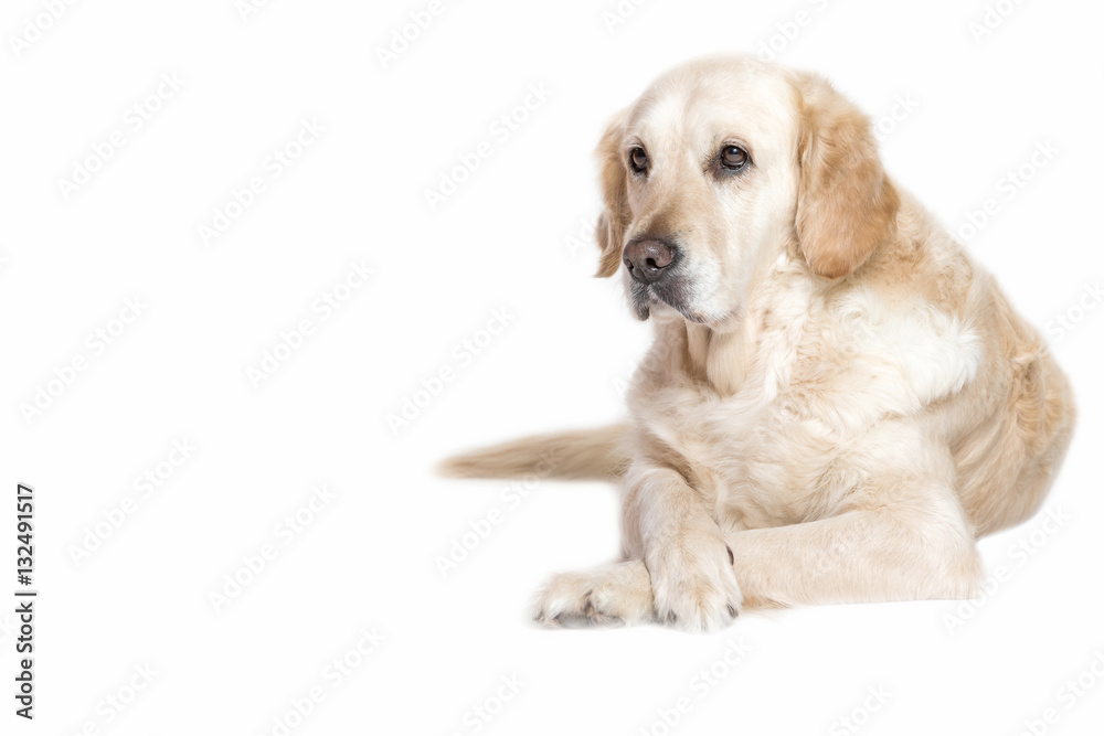 Lovely Golden Retriever Dog is lying with its front paws crossed. Isolated on the white background. Lovely Golden Retriever Dog is lying with its front paws crossed. Isolated on the white background.