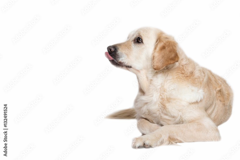 Golden Retriever Dog is lying on the white background. Dog is looking sideways and has propped out tongue