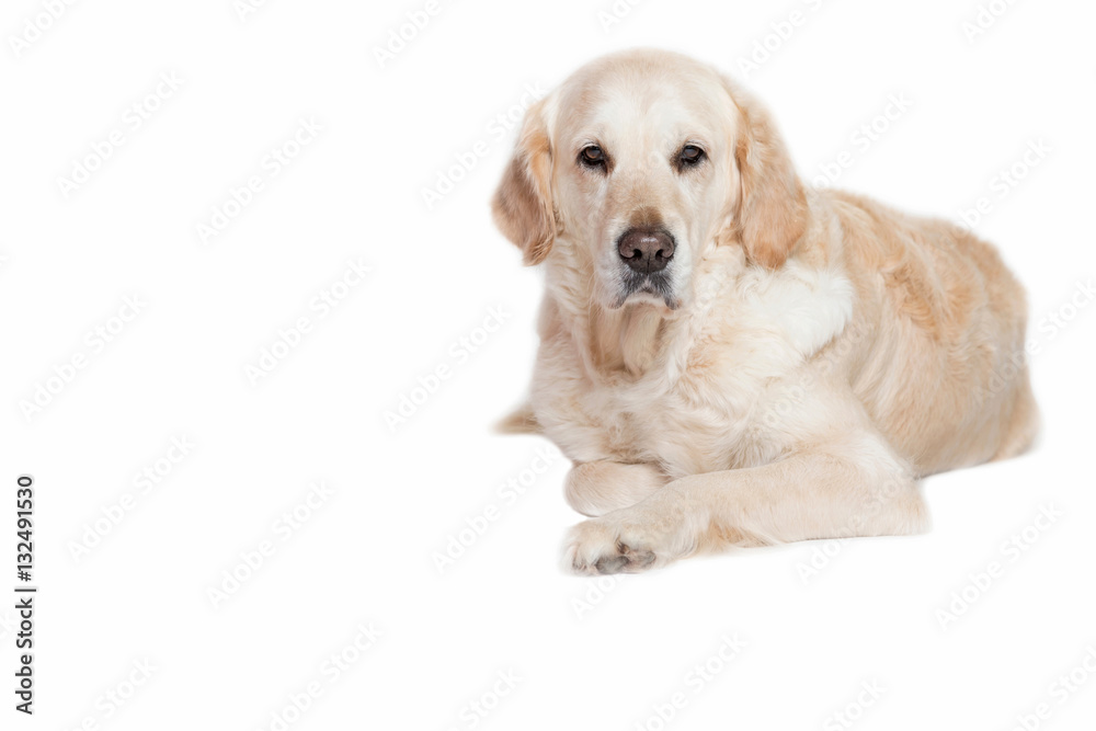 Lovely Golden Retriever Dog is lying on the white background and is looking at the camera. Lovely Golden Retriever Dog is lying on the white background and is looking at the camera.