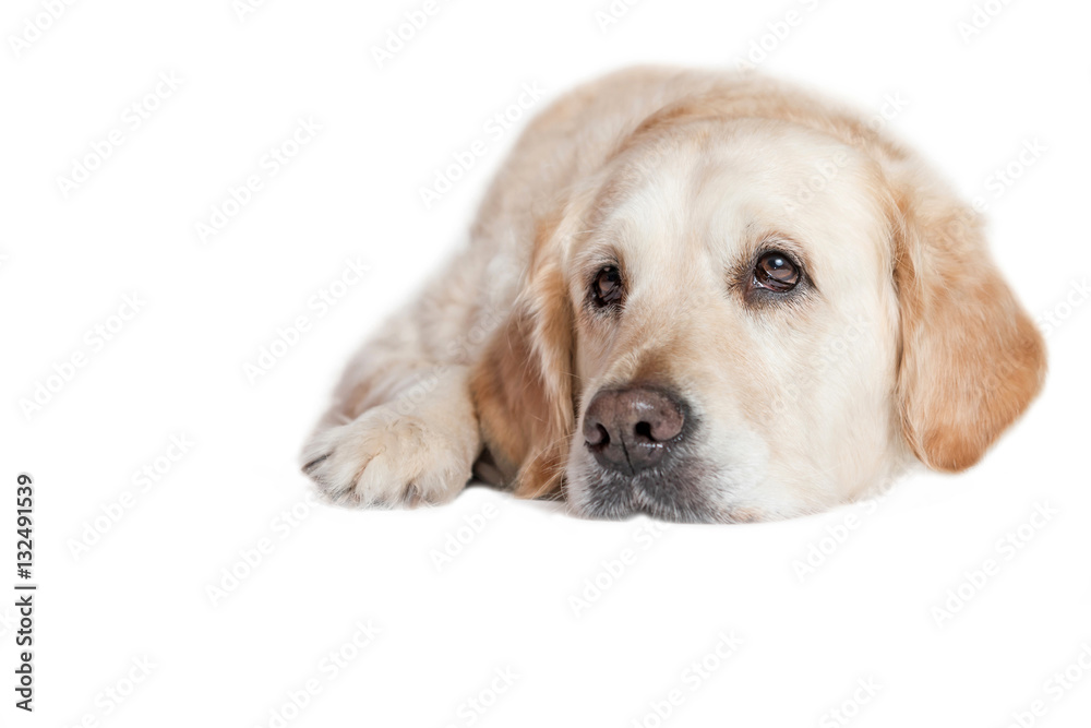 Closeup view of the head of the Golden Retriever Dog lying on the white background. Closeup view of the head of the Golden Retriever Dog lying on the white background.