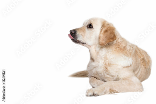 Golden Retriever Dog is lying on the white background. Dog is looking sideways and has propped out tongue