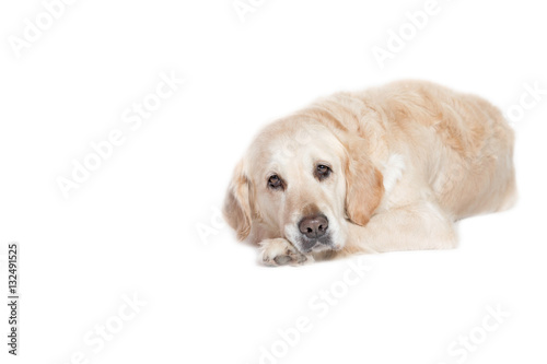 Relaxed Golden Retriever Dog is lying on the white background and is supporting his head by paws. 