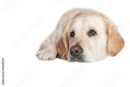 Closeup view of the head of the Golden Retriever Dog lying on the white background. © frank11
