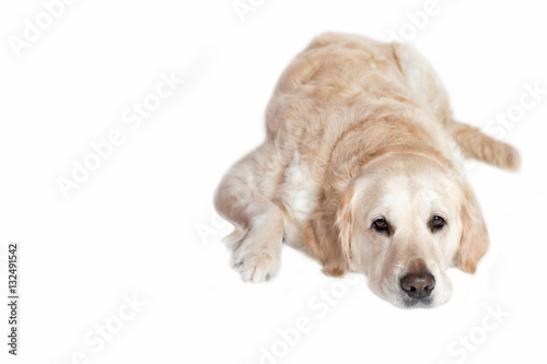 Relaxed Golden Retriever Dog is lying on the white background.