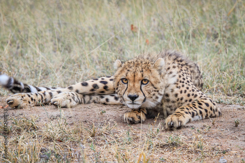 Cheetah starring at the camera.