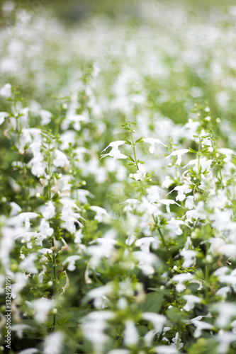 Fototapeta Naklejka Na Ścianę i Meble -  white Salvia flower in field