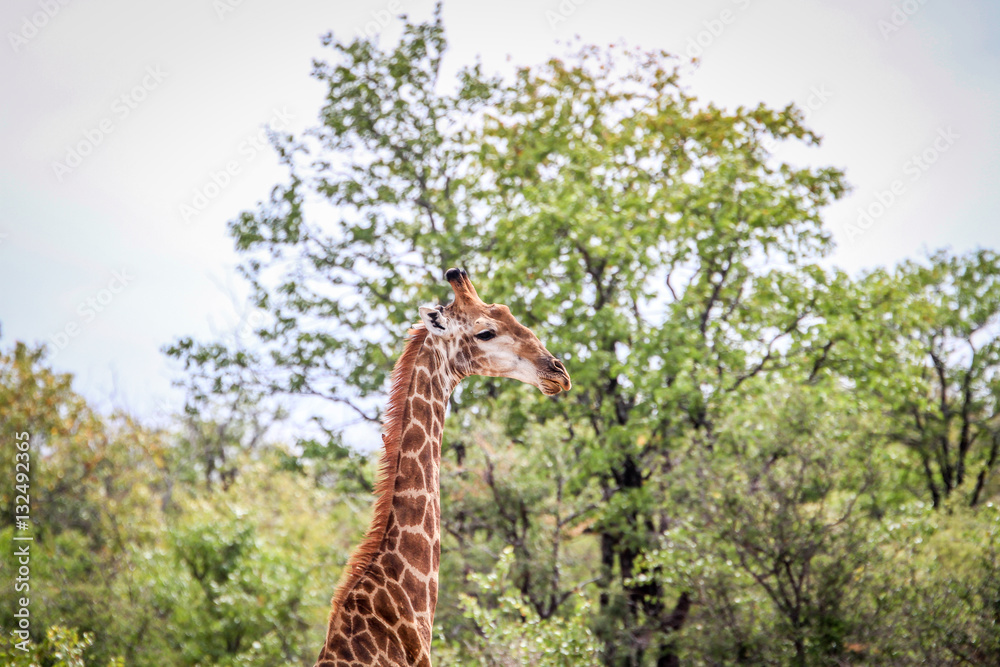 Fototapeta premium Giraffe starring at the camera.