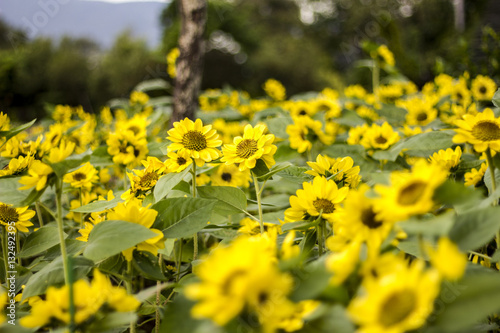 Sunflowers blooming in farm © doppelganger4