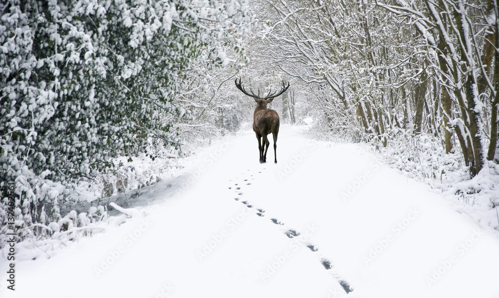 Obraz premium Beautiful red deer stag in snow covered festive season Winter fo