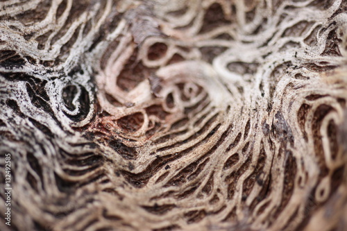 Details of the old oak 7