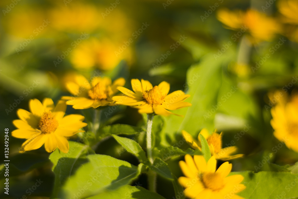 Singapore dailsy flower in the garden.Yellow flowers Singapore dailsy flower in the garden.Yellow flowers