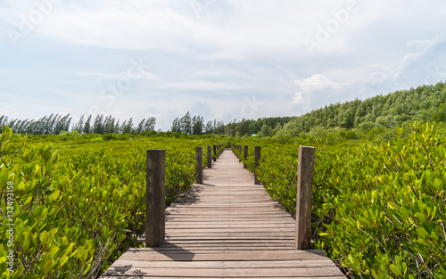 Mangrove Forest © benezu
