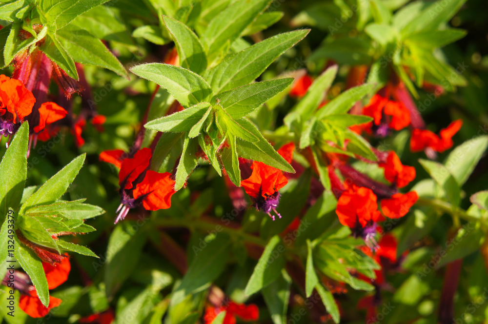 Obraz premium Cuphea green plant with red flowers