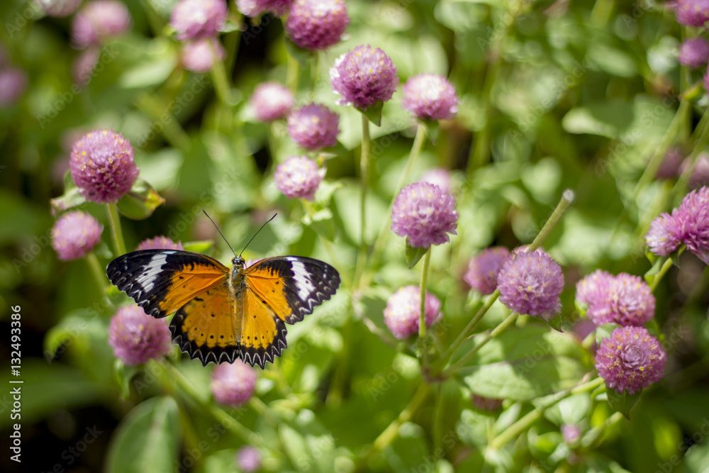 Butterfly Flowers , Globe amaranth
Image ID:542551651 Butterfly Flowers , Globe amaranth
Image ID:542551651