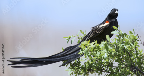 Long-tailed Widowbird sitting on a brush to rest after display f photo