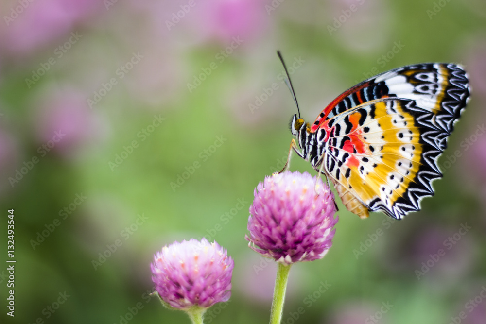 Butterfly Flowers , Globe amaranth
Image ID:542551651 Butterfly Flowers , Globe amaranth
Image ID:542551651