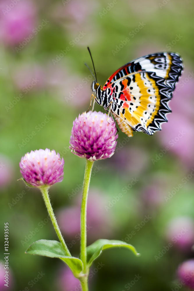 Butterfly Flowers , Globe amaranth

Image ID:542551651