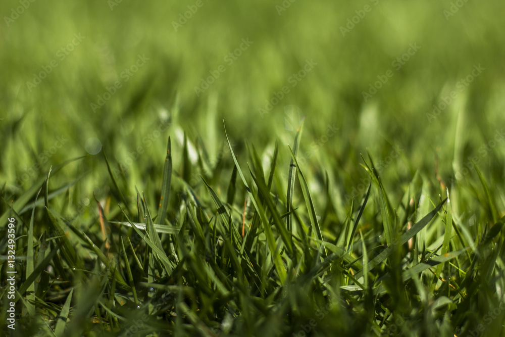 Perfect green background by the fresh grass Perfect green background by the fresh grass