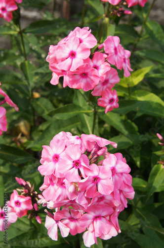 Many pink phlox flowers in garden