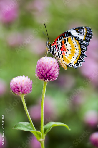 Butterfly Flowers   Globe amaranth    Image ID 542551651