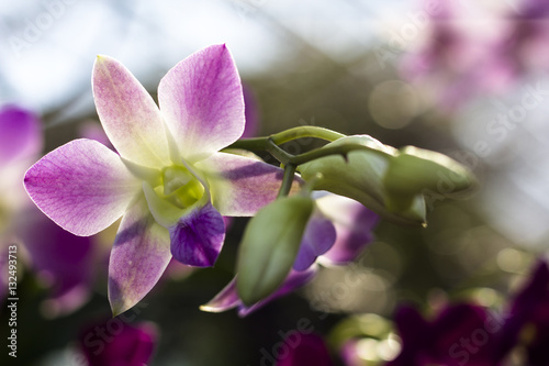 Fototapeta Naklejka Na Ścianę i Meble -  Pink phalaenopsis orchid flower