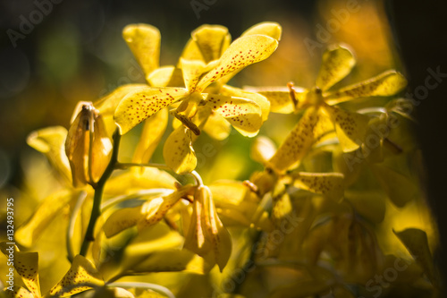 oranges orchid beautiful in garden,Thai Orchid