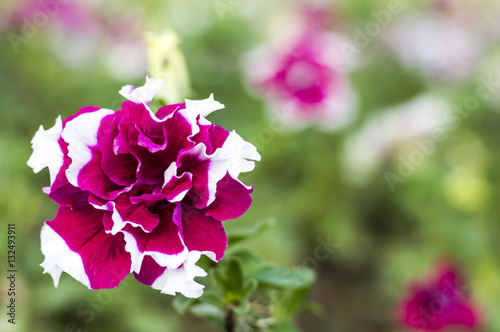 Red-white Petunia close-up